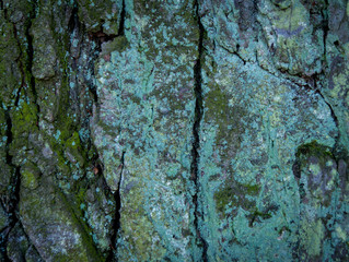 Tree Bark Texture natural background