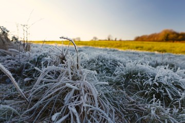 Winter Frosty Grass Landscape with Blue Sky