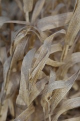 Dry vegetation