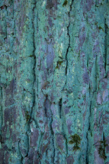 Tree Bark Texture natural background