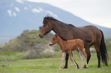 Obraz premium mare and foal on a meadow