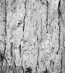 Tree Bark Texture natural wood background