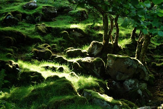 a forest for hobbits