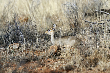 Obraz premium Gazelle Dik Dik