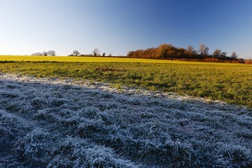 Winter Frosty Grass Landscape with Vibrant Blue Sky