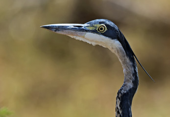 Heron the African savannah