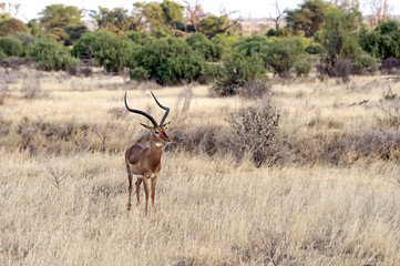 Naklejka premium Impala gazelle in Africa
