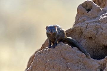Mongoose