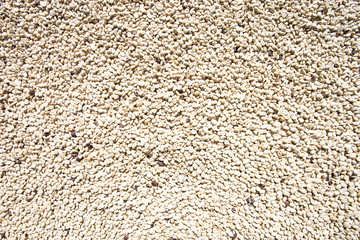 Green coffee beans background.