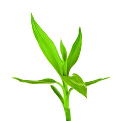 Green Bamboo Sprout
