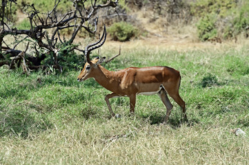 Naklejka na ściany i meble Impala gazelle in the savannah