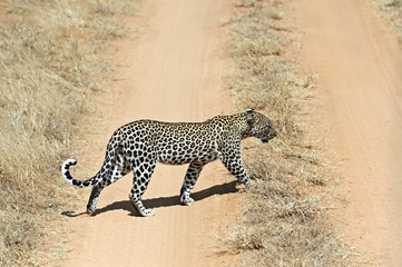 Leopard in the savannah