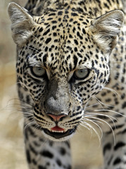 Leopard in the savannah