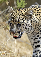 Leopard in the savannah