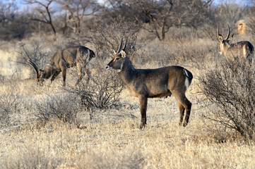 Fototapeta premium Water goat in the savannah