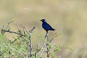 Colorful superb starling