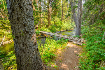 Obraz premium Beautiful Mountain Trail. Lightning Lake Trail at Manning Park in British Columbia. Canada.