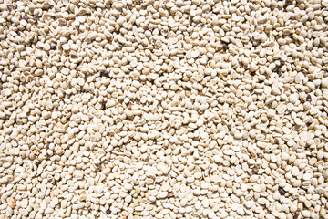 Green coffee beans background.