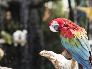 Macaws Looking in the back while he is on a limb.