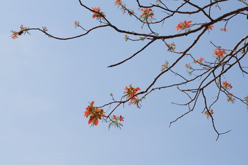 Beautiful branch of a tree in winter with orange leaf