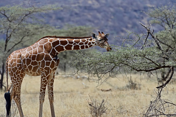 Giraffe