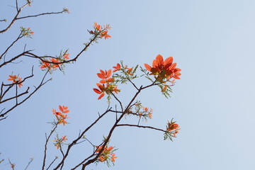 Beautiful branch of a tree in winter with orange leaf