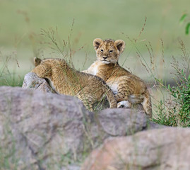 Portrait of African lion