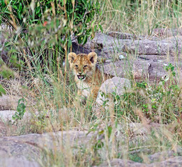 Portrait of African lion