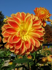 Obraz premium dahlia