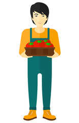 Farmer collecting tomatos.