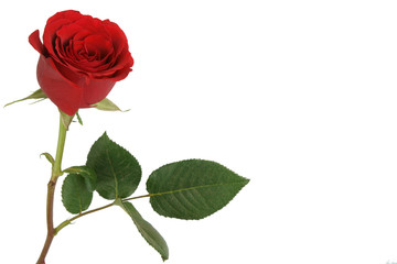 Red rose background