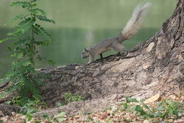 Cute squirrel / Wild squirrel run around big tree by the lake in park on sunny day