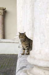 tabby cat sitting between columns