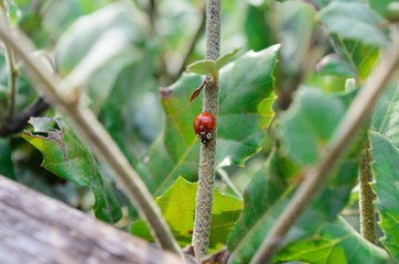 Ladybug walking on a plant stem
