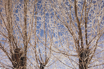 Branches Of Tree In Hoarfrost