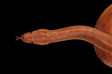 Fototapeta premium rainbow boa snake