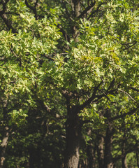 Oak under the sun