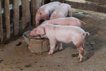 Pigs are brought together food stall in the build out of wood.