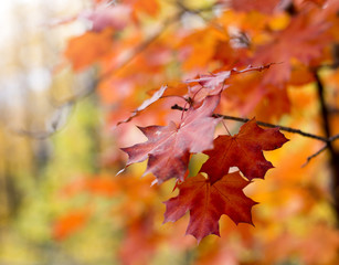 Autumn maple leaves