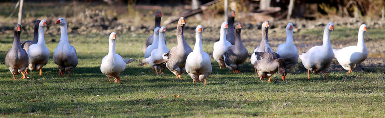 Group of white and grey domestic geese running across on meadow