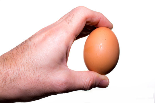 hand holds a chicken egg