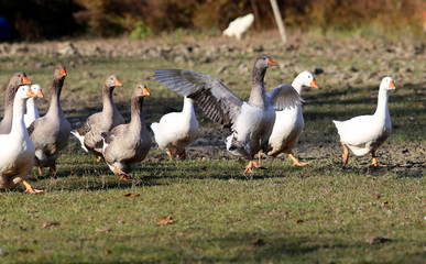 Flock of goose looking runs around on poultry farm