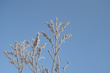 Branches of lilac under the hoar-frost (snow) against the sky