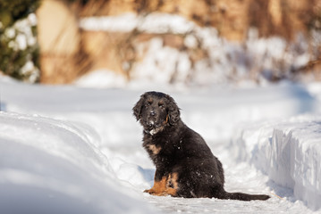 Black and golden hovawart puppy 