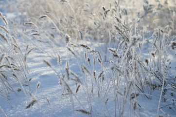 Winter sunny day. Grass. Snow. Frost