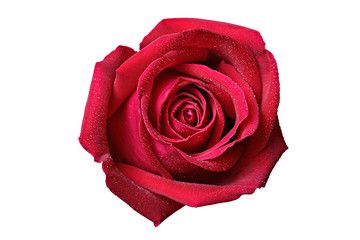 Naklejka premium Close Up of Rose isolated on white. Clipping path.