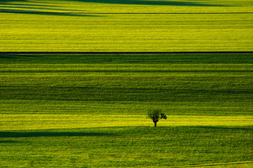 Albero nei campi