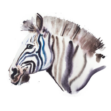Hand drawn watercolor illustration portrait of zebra 