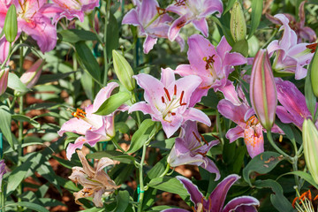Multi-colored lilies in the garden.