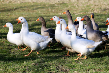 Natural background with domestic poultry at farmyard